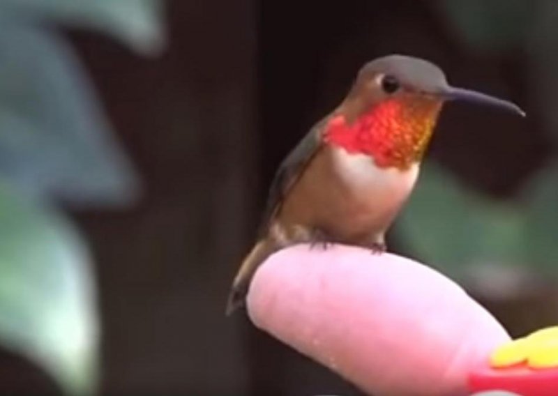 Čak i kolibrići mogu biti ljubimci