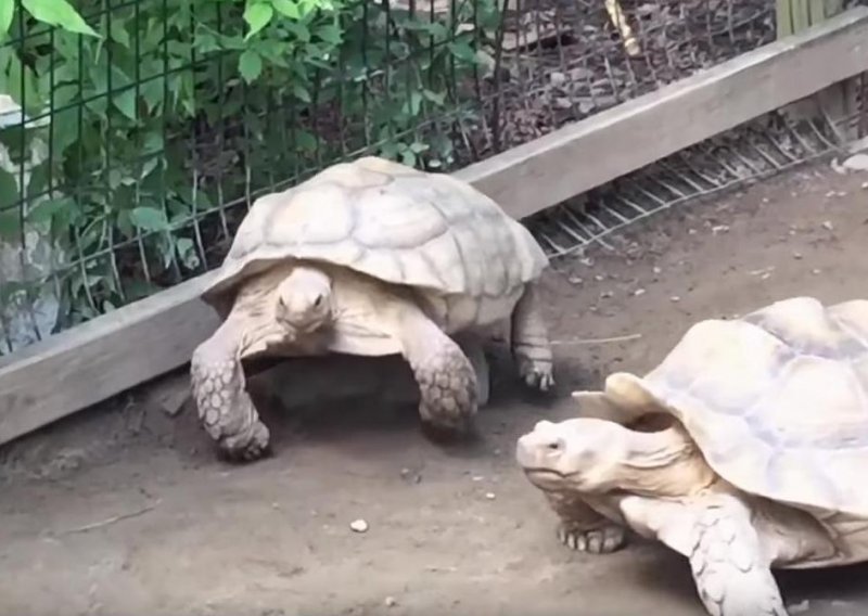 Čak si i kornjače međusobno pomažu