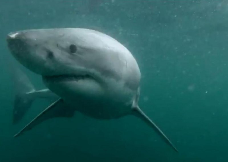 Australci testiraju dronove za morske pse