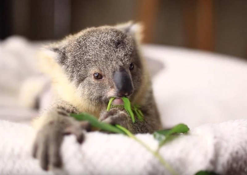 Prekrasna koala dodatno će vam uljepšati dan