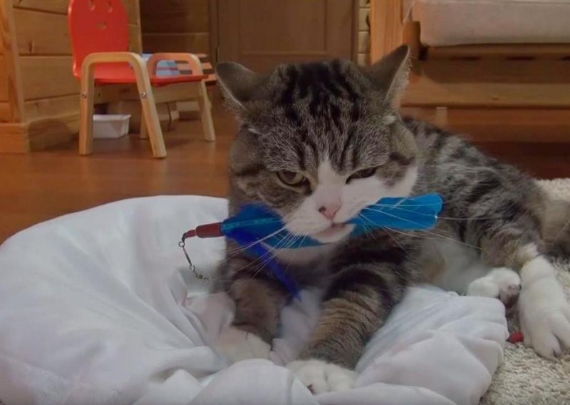 Maru voli mijesiti nakon uspješnog lova