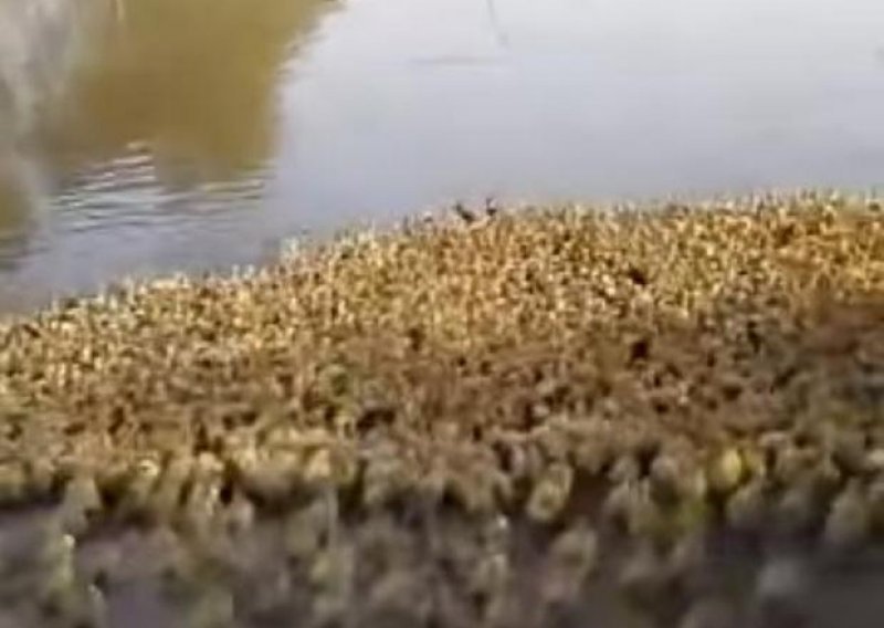 Jeste li ikad vidjeli pet tisuća pataka?