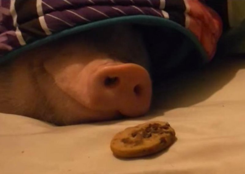 Samo hrana može probuditi pospanu svinju
