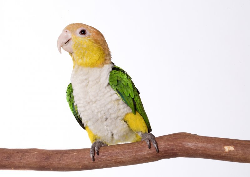 Čak i papagaji imaju žutu minutu
