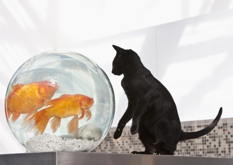 Čak mačke i ribe mogu biti prijatelji