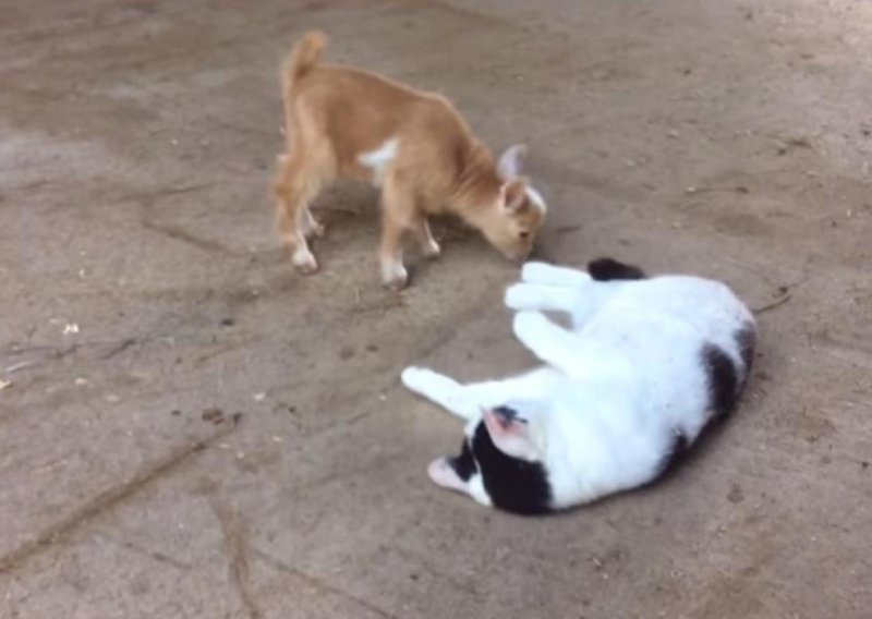 Slatke koze upoznale mačku