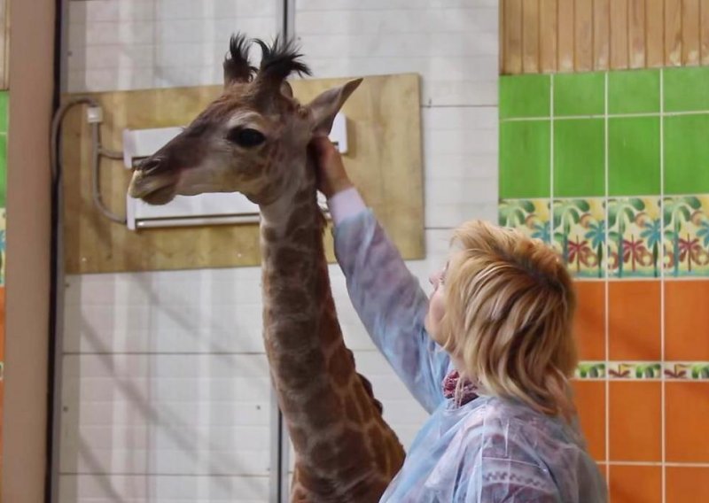 I žirafe vole češkanje