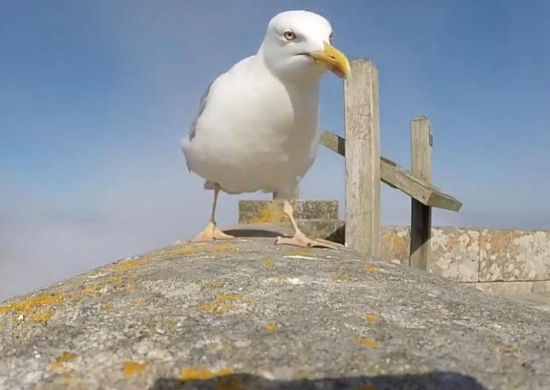 Galeb ukrao kameru turistu