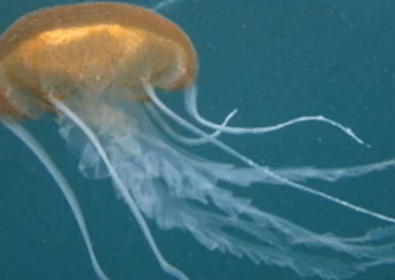 U Jadranu se pojavila kompas meduza, evo što činiti ako vas opeče