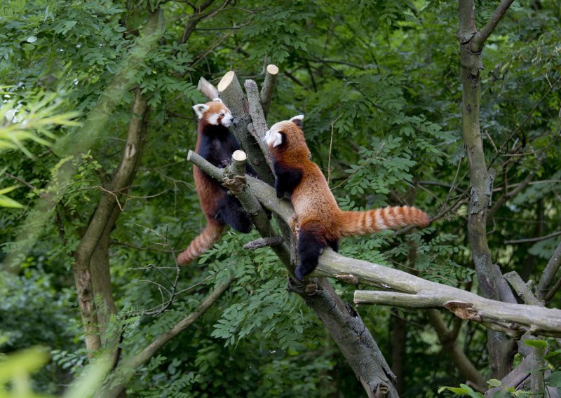 Zagrebački ZOO dobio nove stanovnike