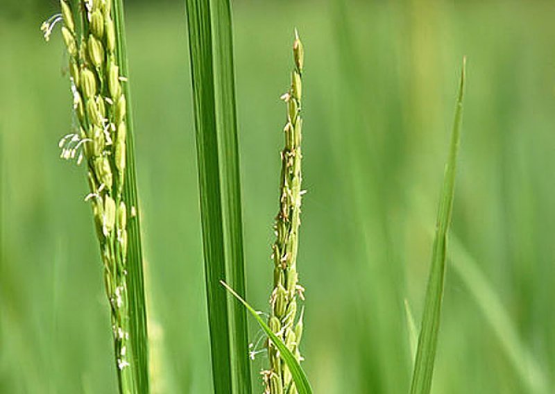 Nova GM riža otporna na sušu, jalovo tlo i soli!