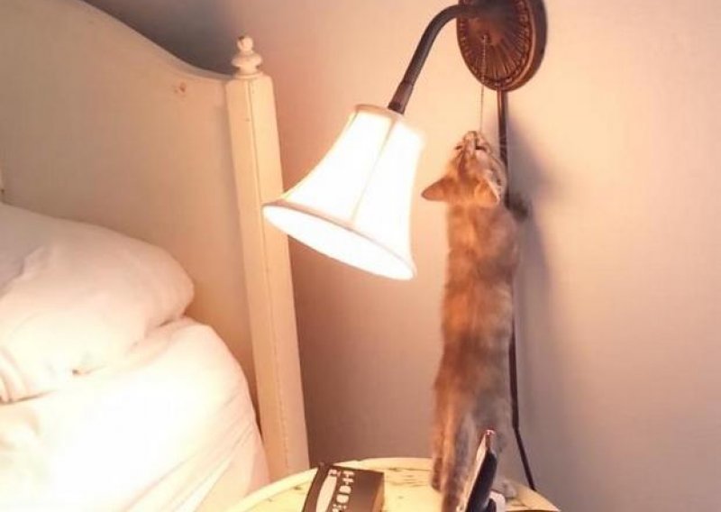 Pametni mačić zna upaliti lampu
