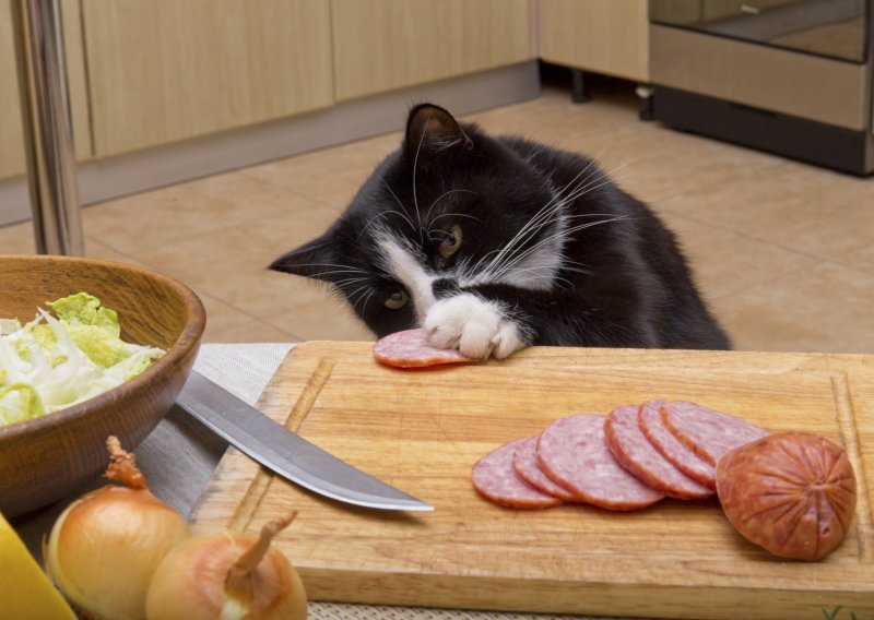 Zašto je mačkama kuhinja omiljena prostorija?