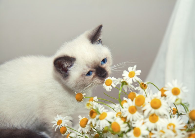 Koji su mirisi neodoljivi mačkama?