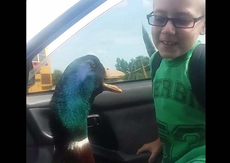 Ovaj patak obožava svog dječaka