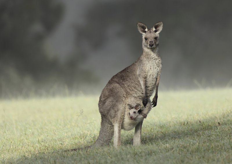 Doživite Dan Australije u Zagrebačkom ZOO-u