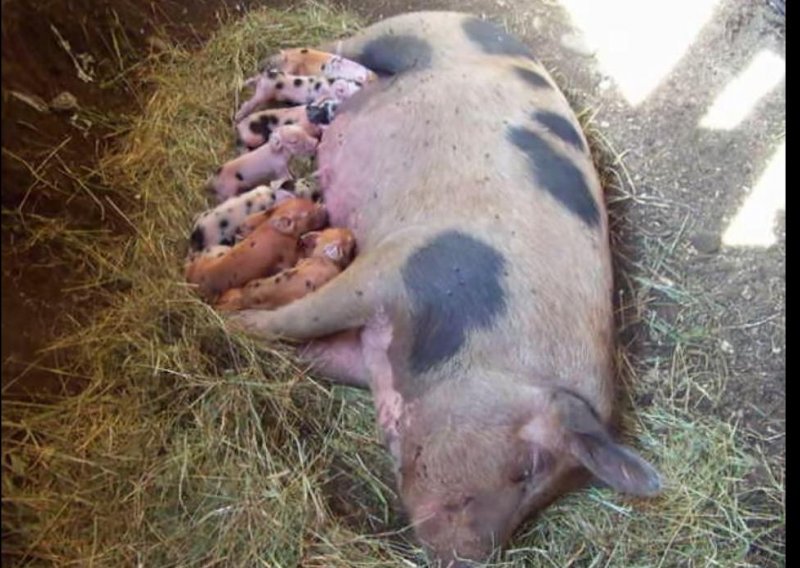 Pjeva li to ova svinja svojim mladuncima?