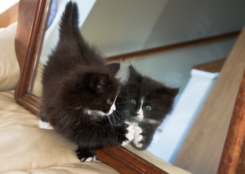 Mačak podivljao na svoj odraz u zrcalu