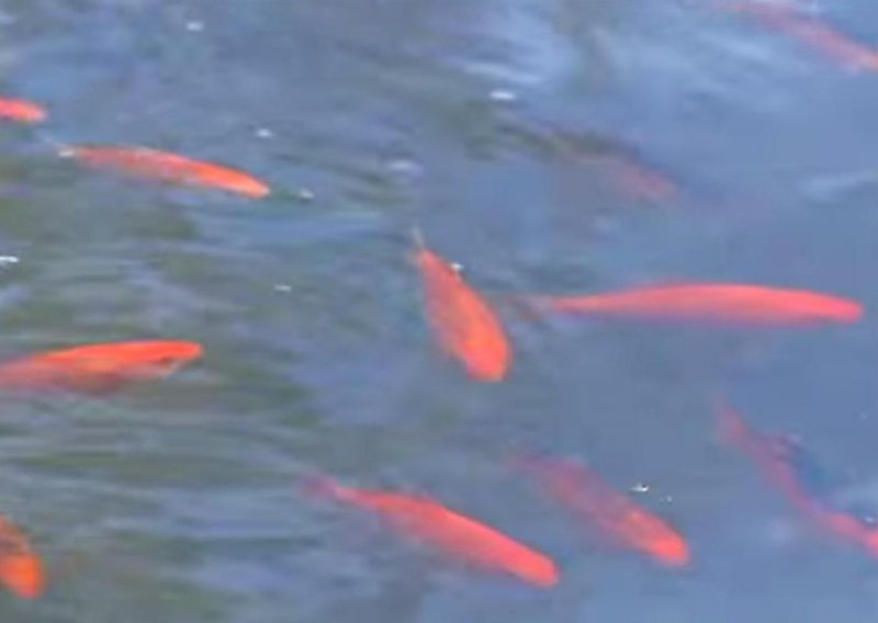 Napuštene zlatne ribice potpuno preplavile jezero