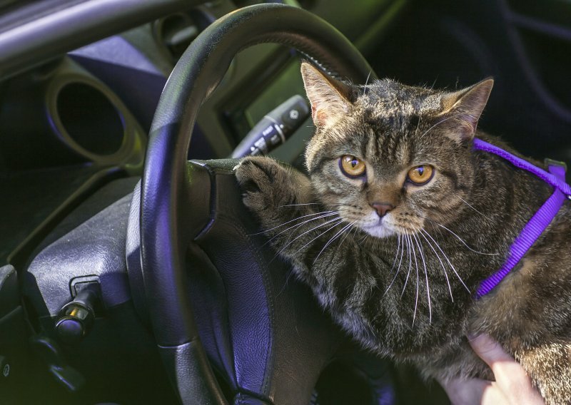 Kako mačkama olakšati vožnju autom