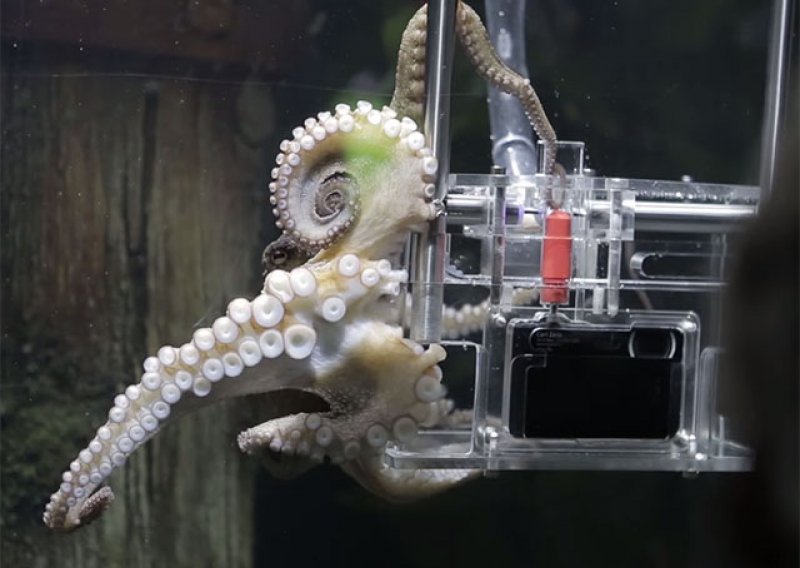 Sonyju za promociju kamere fotografije radi - hobotnica