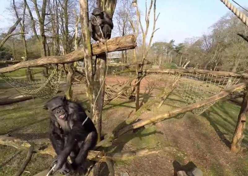 Čimpanze ne vole kad ih se uhodi