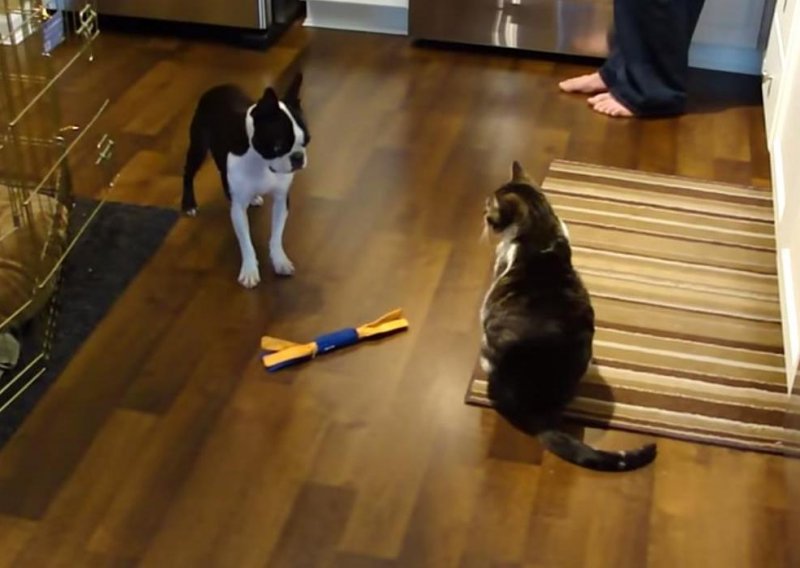 Plašljivi pas pokušava mački uzeti igračku