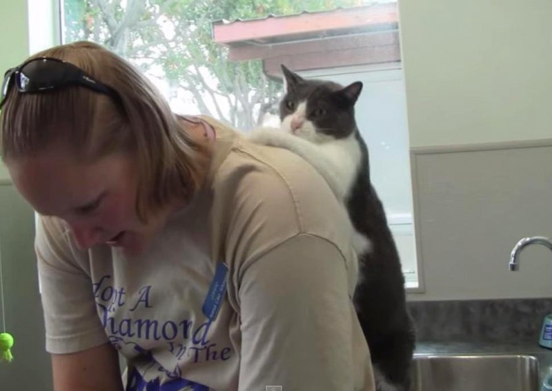 Ova mačka pruža masažu iz snova