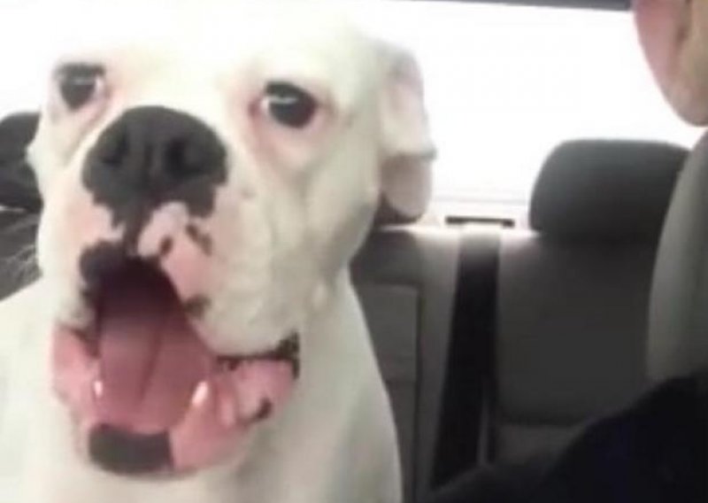 Čak se i psi ljute u autu