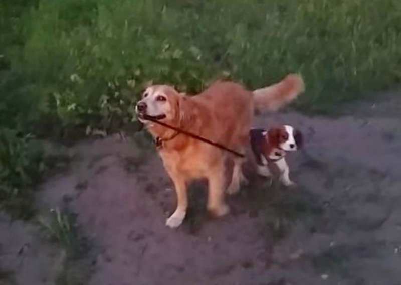 Vlasnik pronašao savršenog psećeg trenera