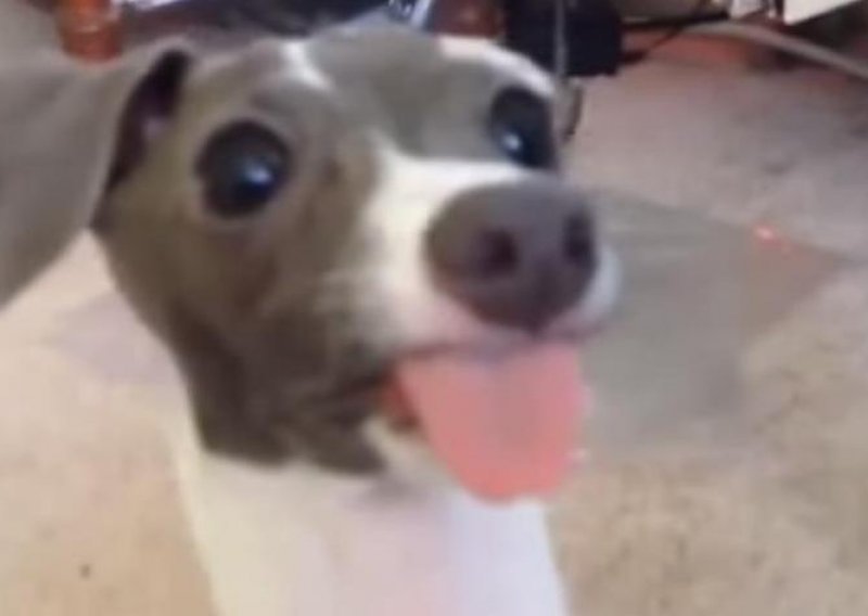 Pametni pas zna isplaziti jezik za poslasticu