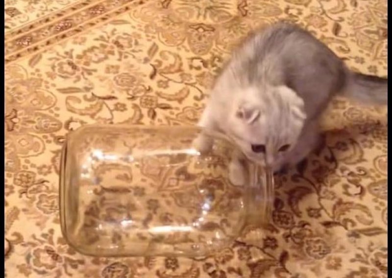 Evo još jednog dokaza da su mačke – tekućina!