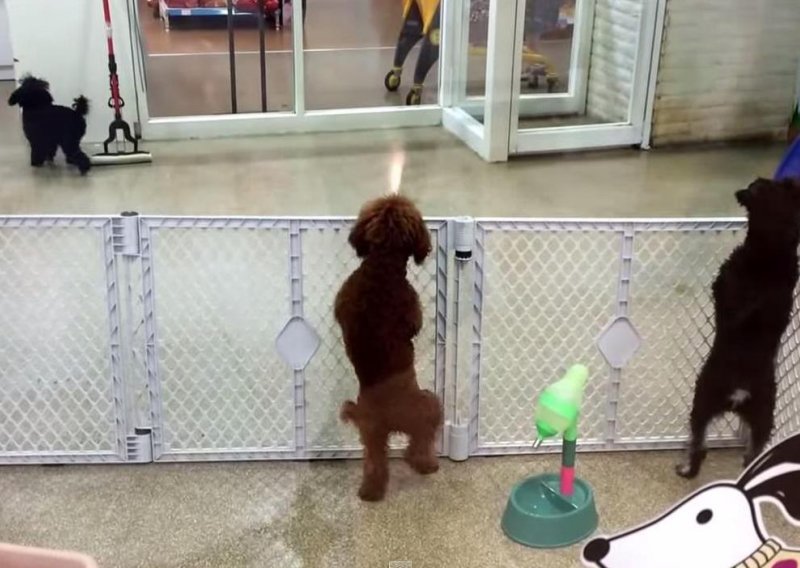 Pas poskakuje od sreće jer je ugledao vlasnika