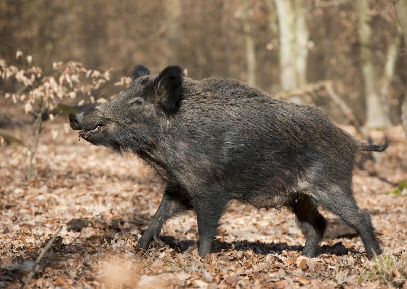 Divlja svinja ozlijedila troje ljudi