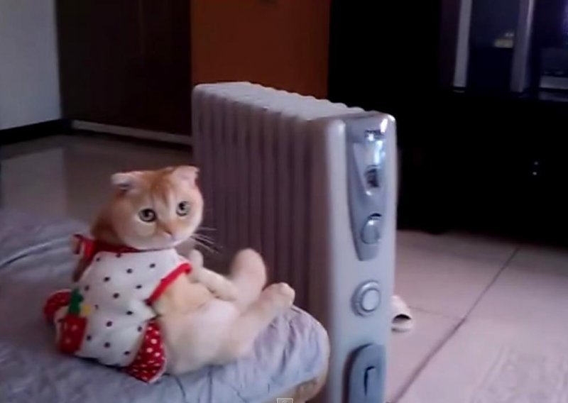 Maca zna kako se zimi gleda televizija