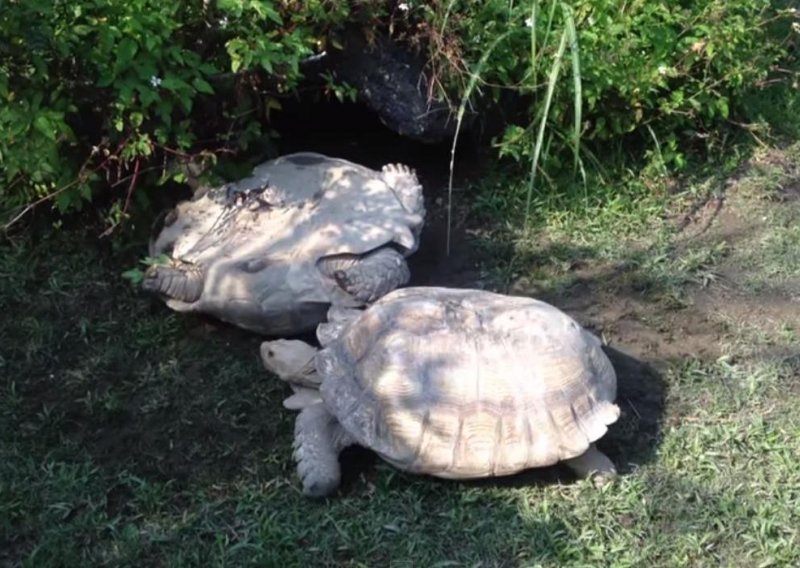 Kornjača pomogla prijateljici natrag na noge