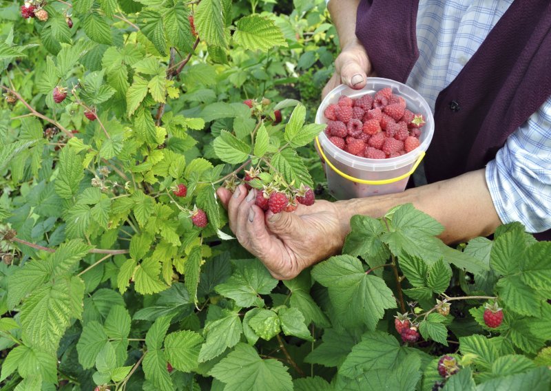 Berači malina u Finskoj zarade oko 200 eura dnevno!