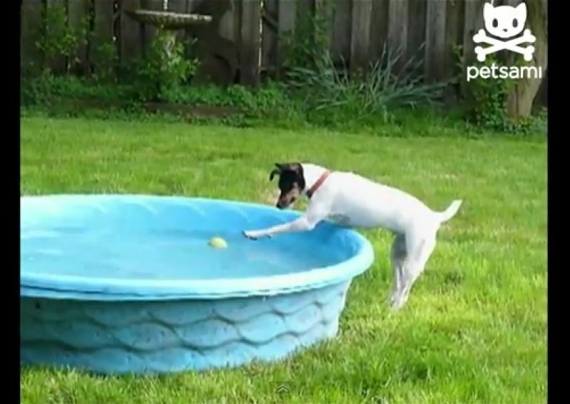 Urnebesan pas pokušava izvaditi lopticu iz bazena