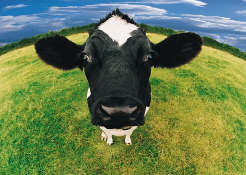 U Sloveniji potvrđen novi slučaj kravljeg ludila
