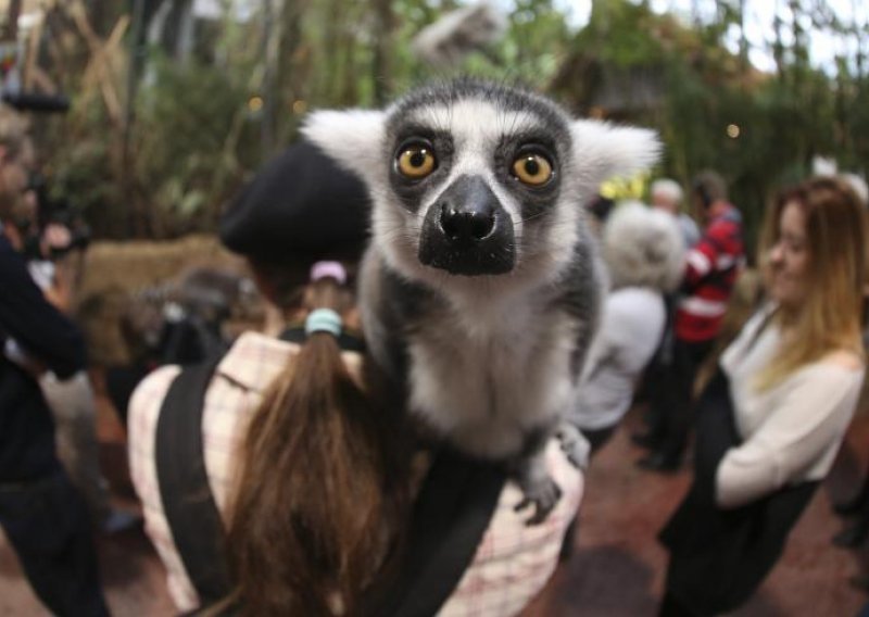 Nevjerojatno kakve face rade ovi lemuri
