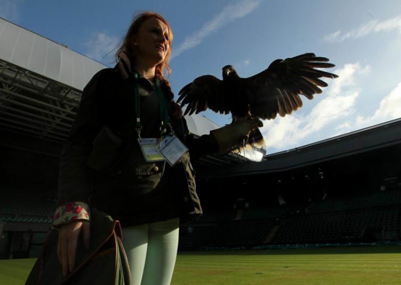 U Wimbledonu ukraden sokol koji je tjerao golubove