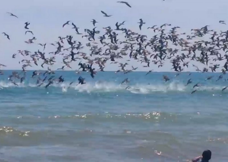 Pogledajte masovnu invaziju pelikana na plažu!