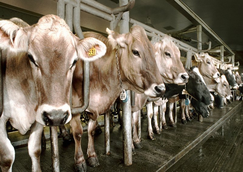 Meso i mlijeko kloniranih životinja nije štetno