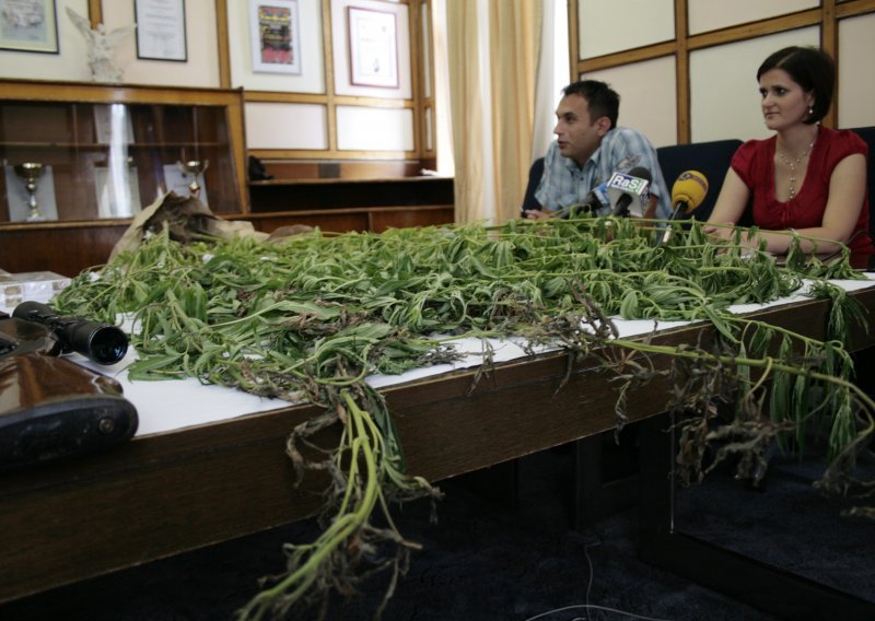 Pao s 32 stabljike marihuane kod Gvozda