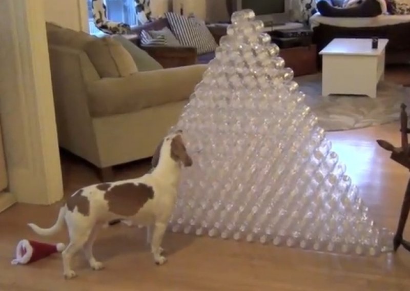 Božićni dar psu - 210 plastičnih boca