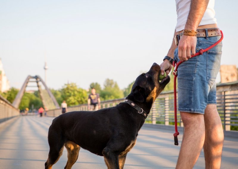 Ljubav prema rotvajlerima odvela ga na kobni let