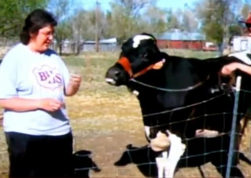 Krava pobjegla s ranča u McDonald's