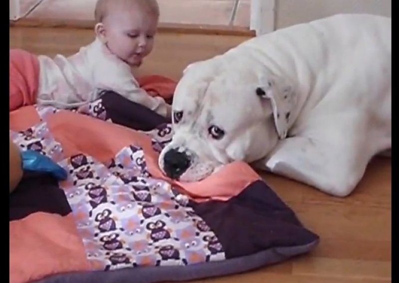 Možete li pogoditi kako se osjeća ovaj buldog?