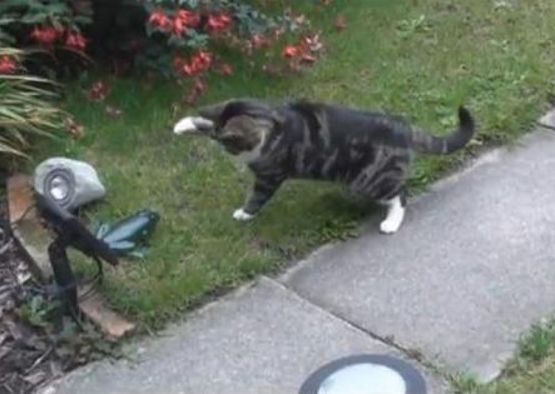 Mačka protiv plastične žabe