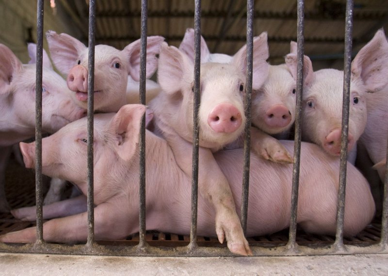 Zbog bolesti Aujeszkog zabrana uvoza hrvatskih svinja u EU